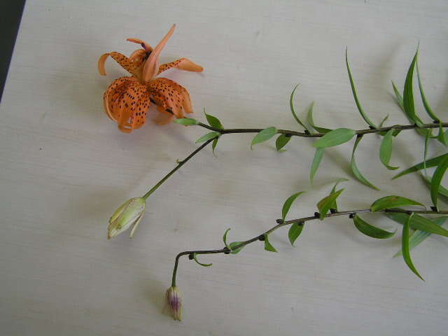 Image of Tiger lily