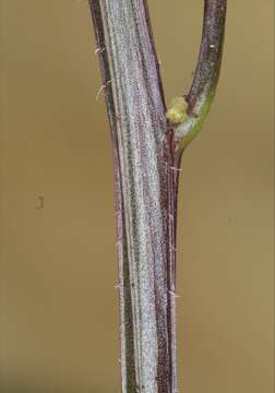 Image of fringed spiderflower