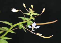 Image of fringed spiderflower