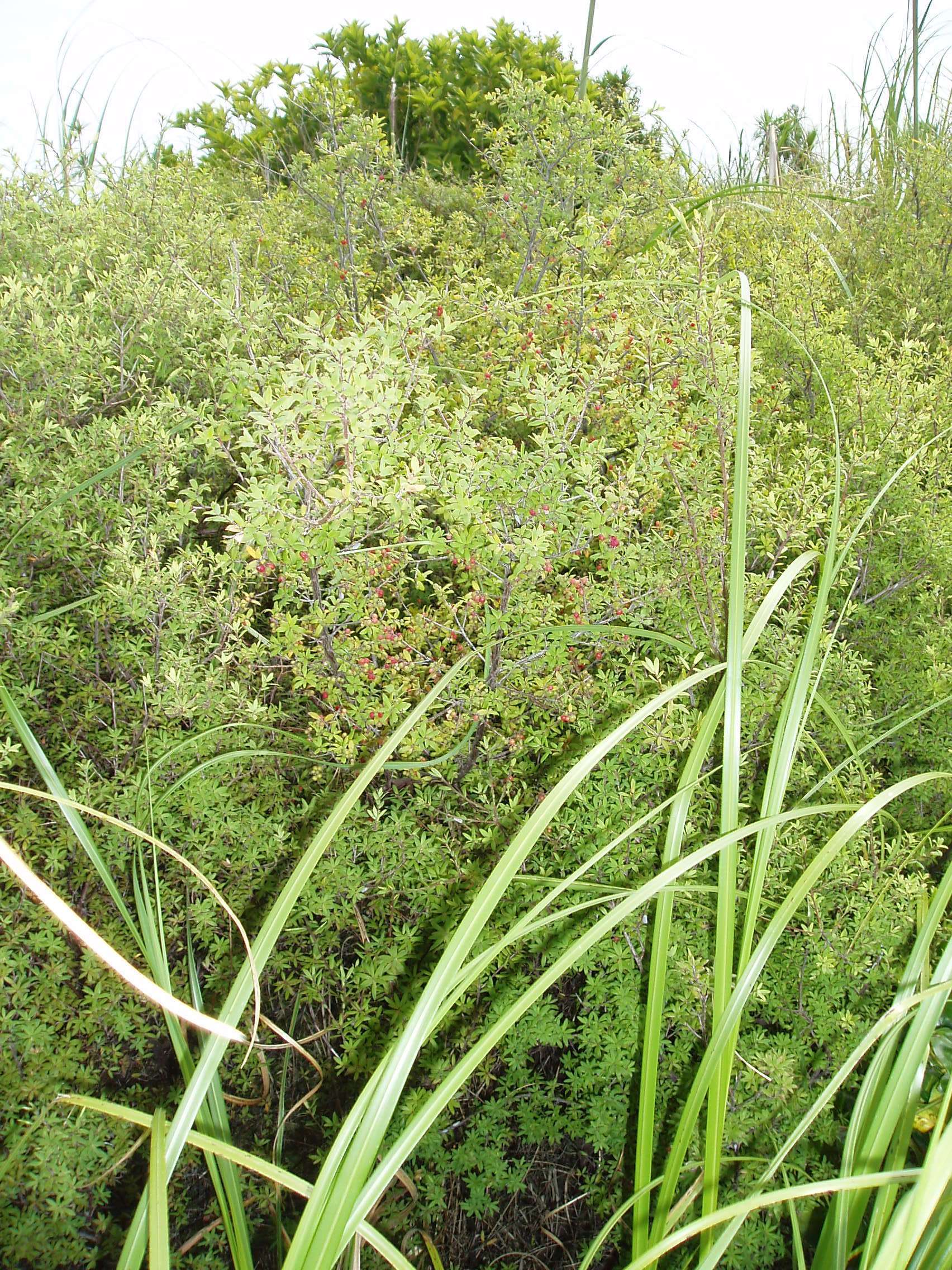 Image of Leucopogon fasciculatus