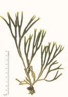 Image of Codium tomentosum