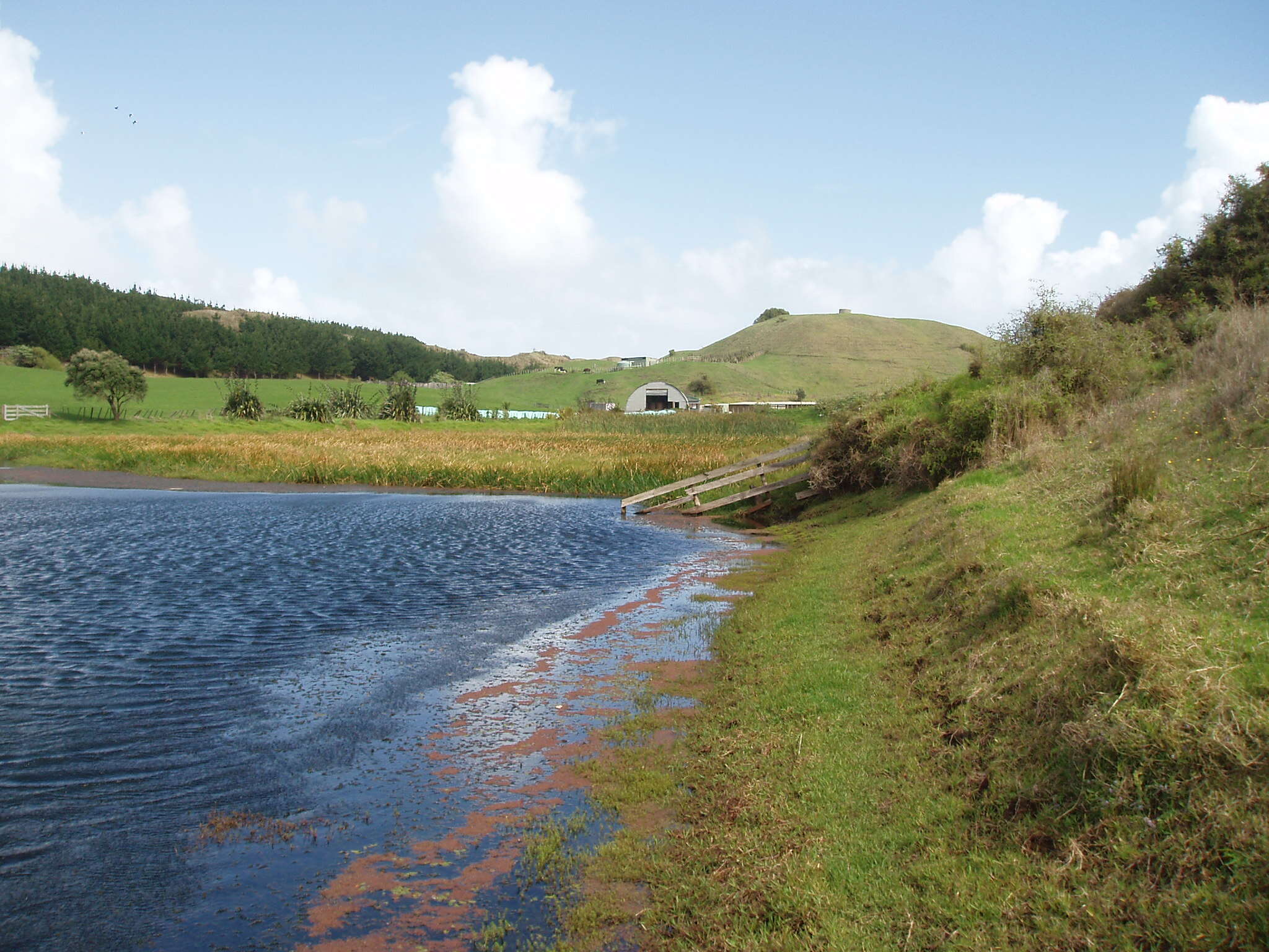 Image of Toad Rush