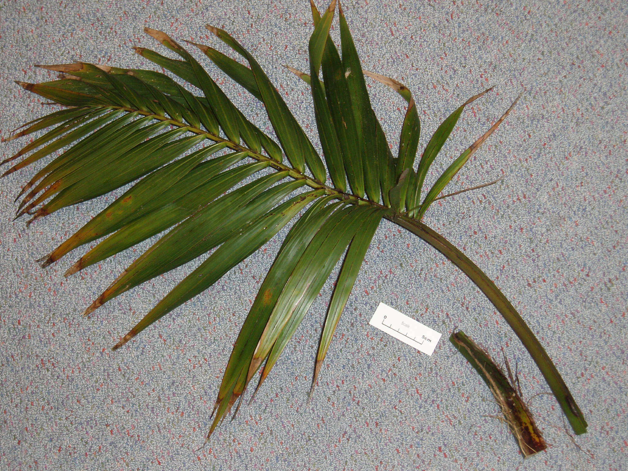 Image of Curly Palm