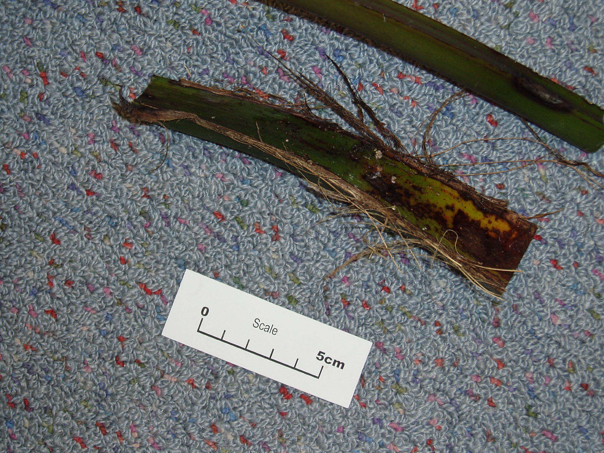 Image of Curly Palm