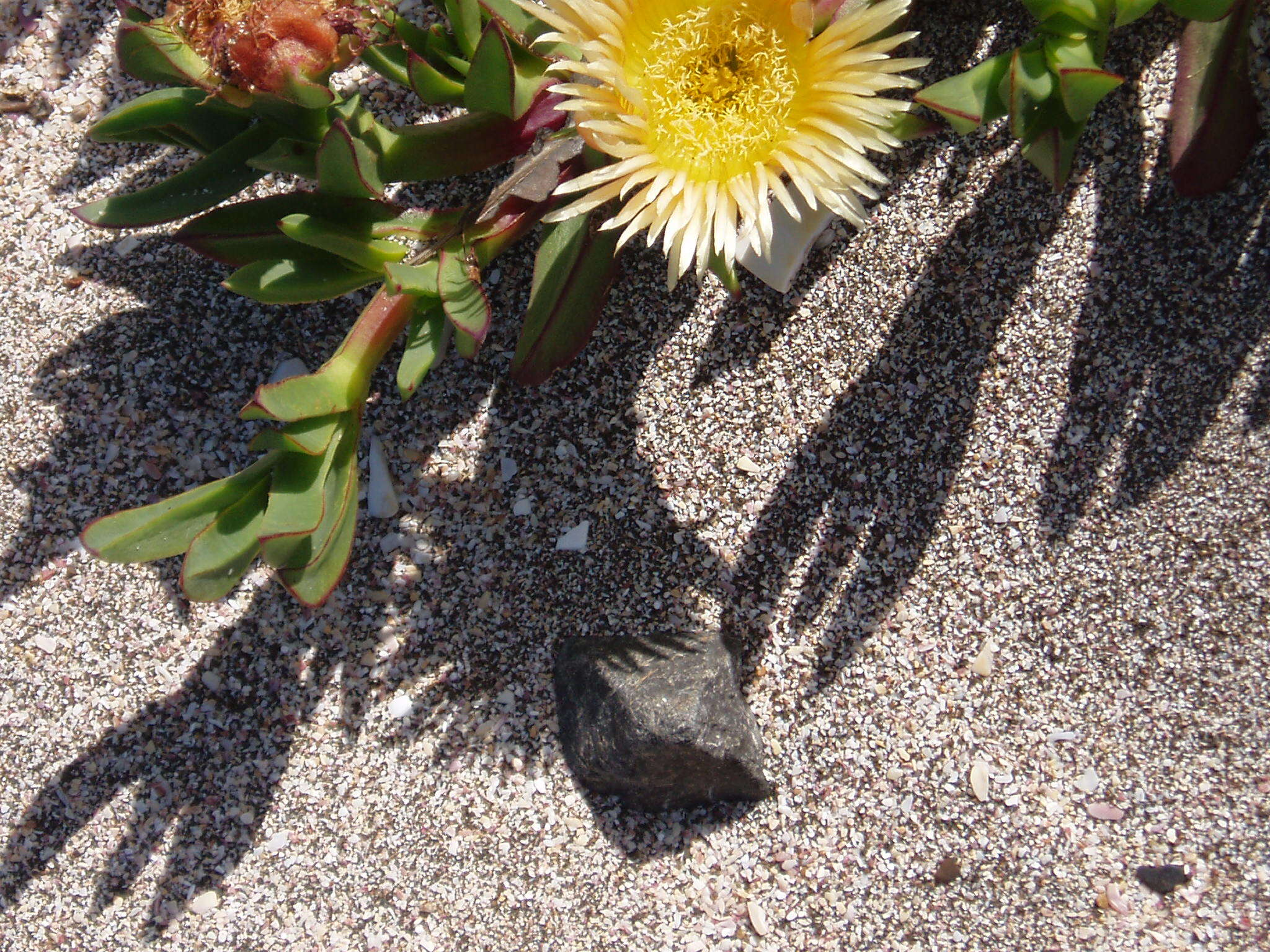 Imagem de Carpobrotus edulis (L.) N. E. Br.