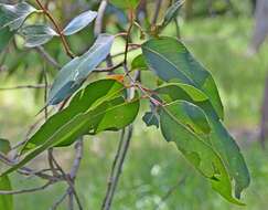 Image of mountain gray gum