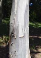 Image of Eucalyptus triflora (Maiden) Blakely