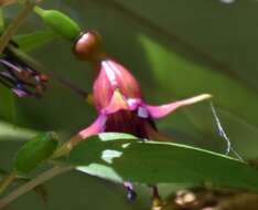 Image of New Zealand fuchsia