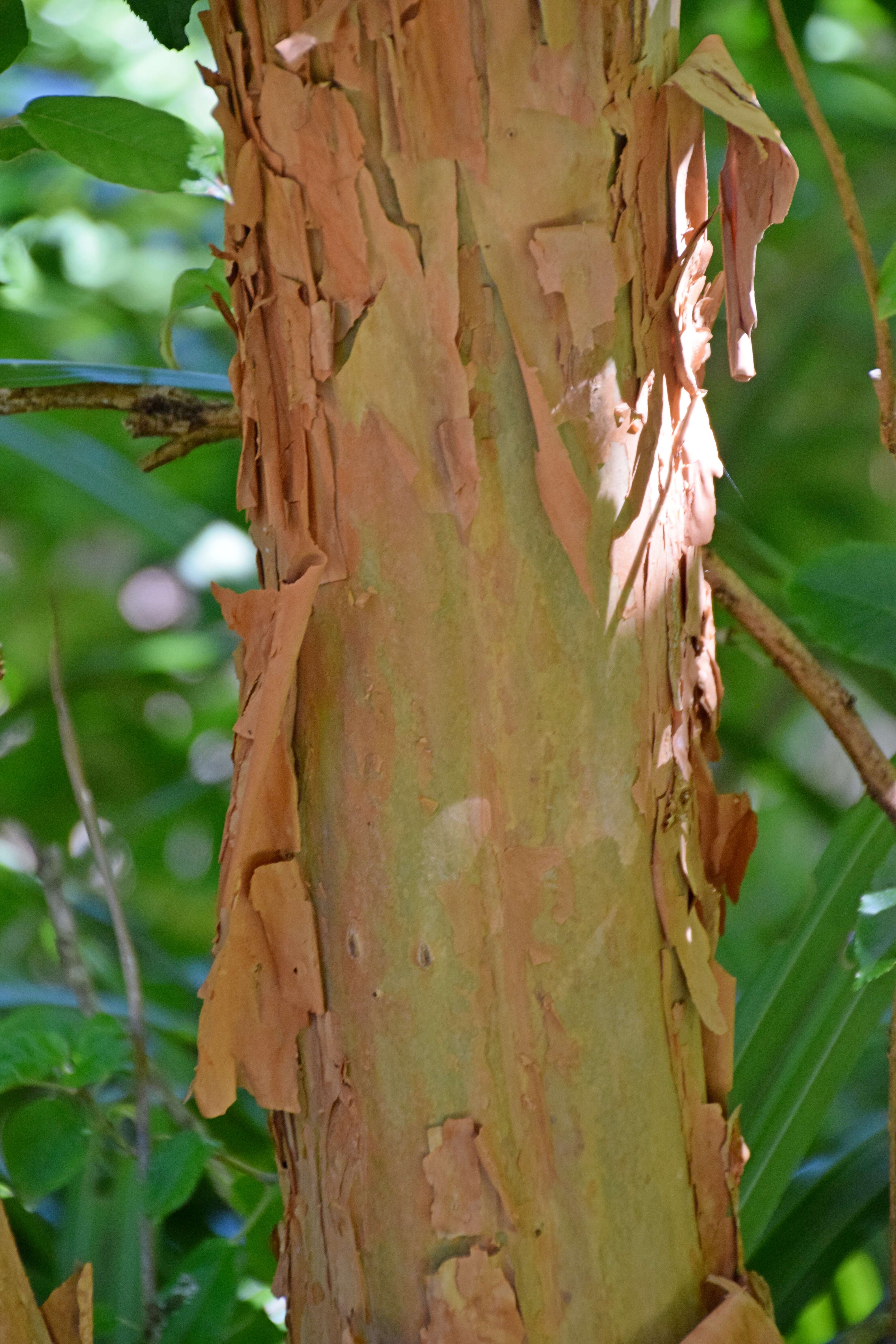 Imagem de Fuchsia excorticata (J. R. & G. Forst.) L. fil.