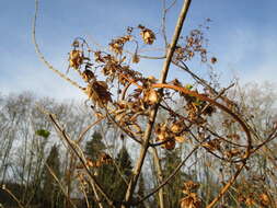 Image of common hop