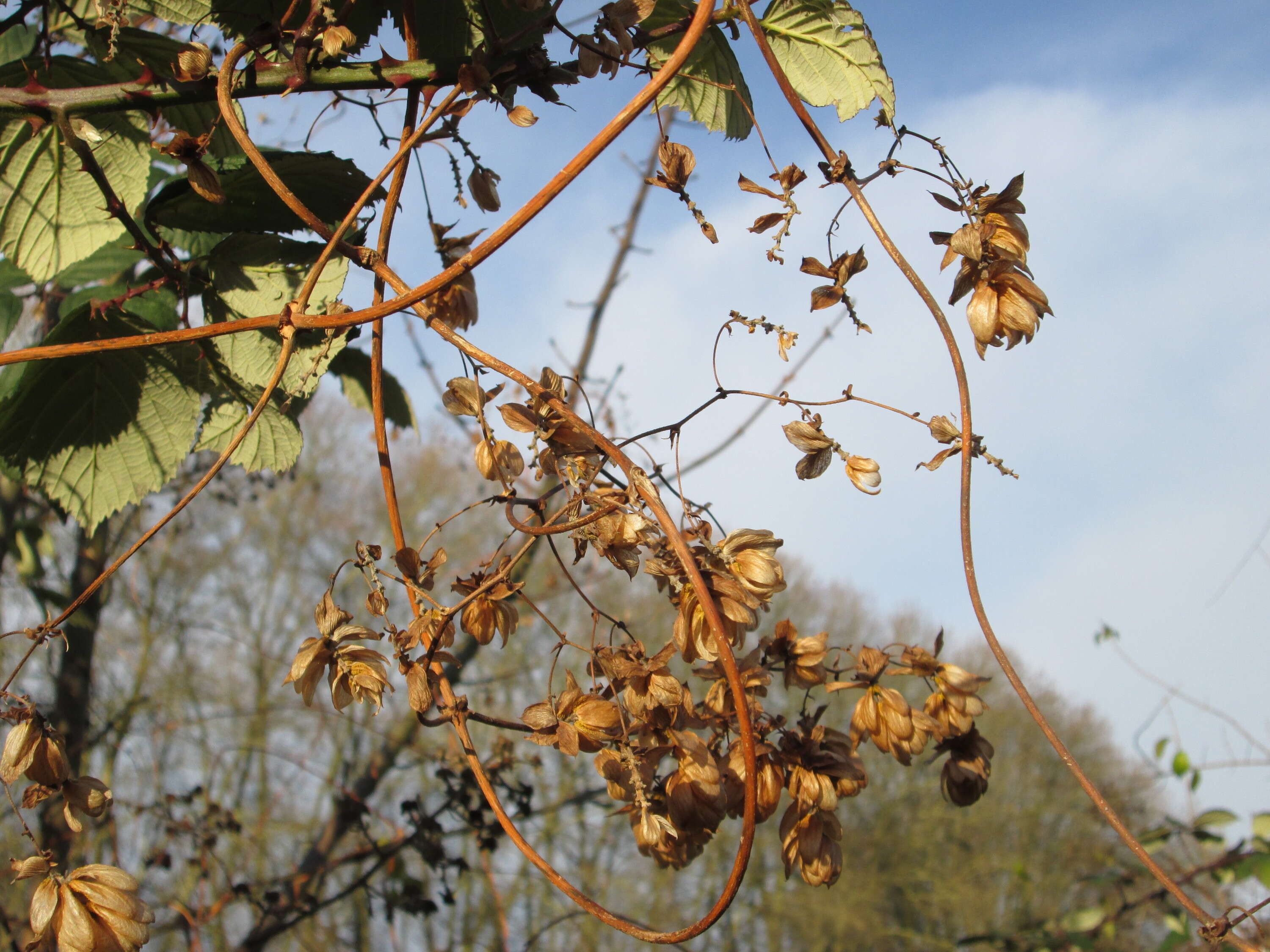 Image of common hop