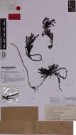 Image of Sargassum johnsonii V. J. Chapman 1961