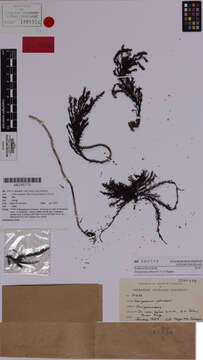 Image of Sargassum johnsonii V. J. Chapman 1961