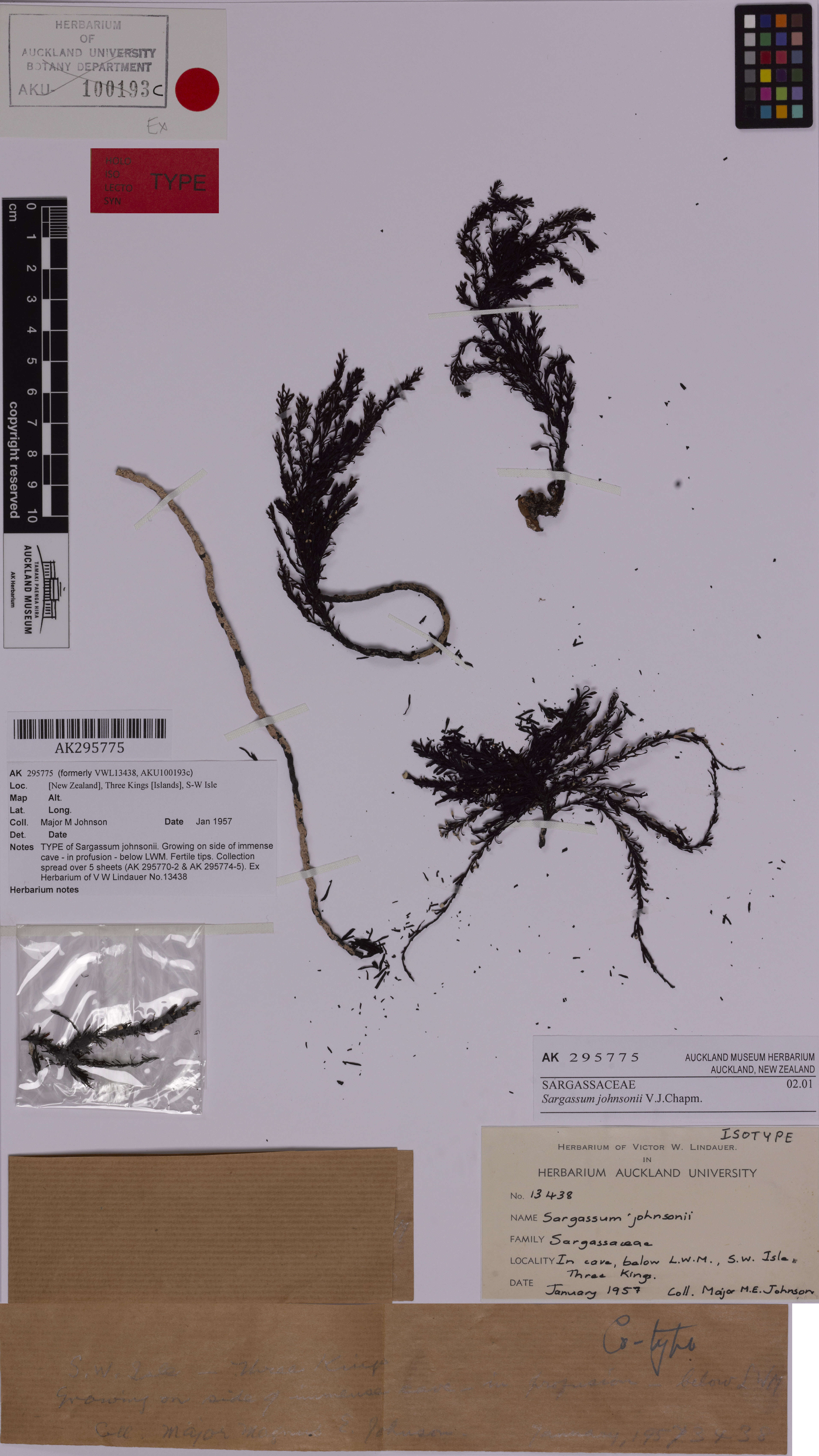 Слика од Sargassum johnsonii V. J. Chapman 1961