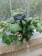 Image of upland cotton