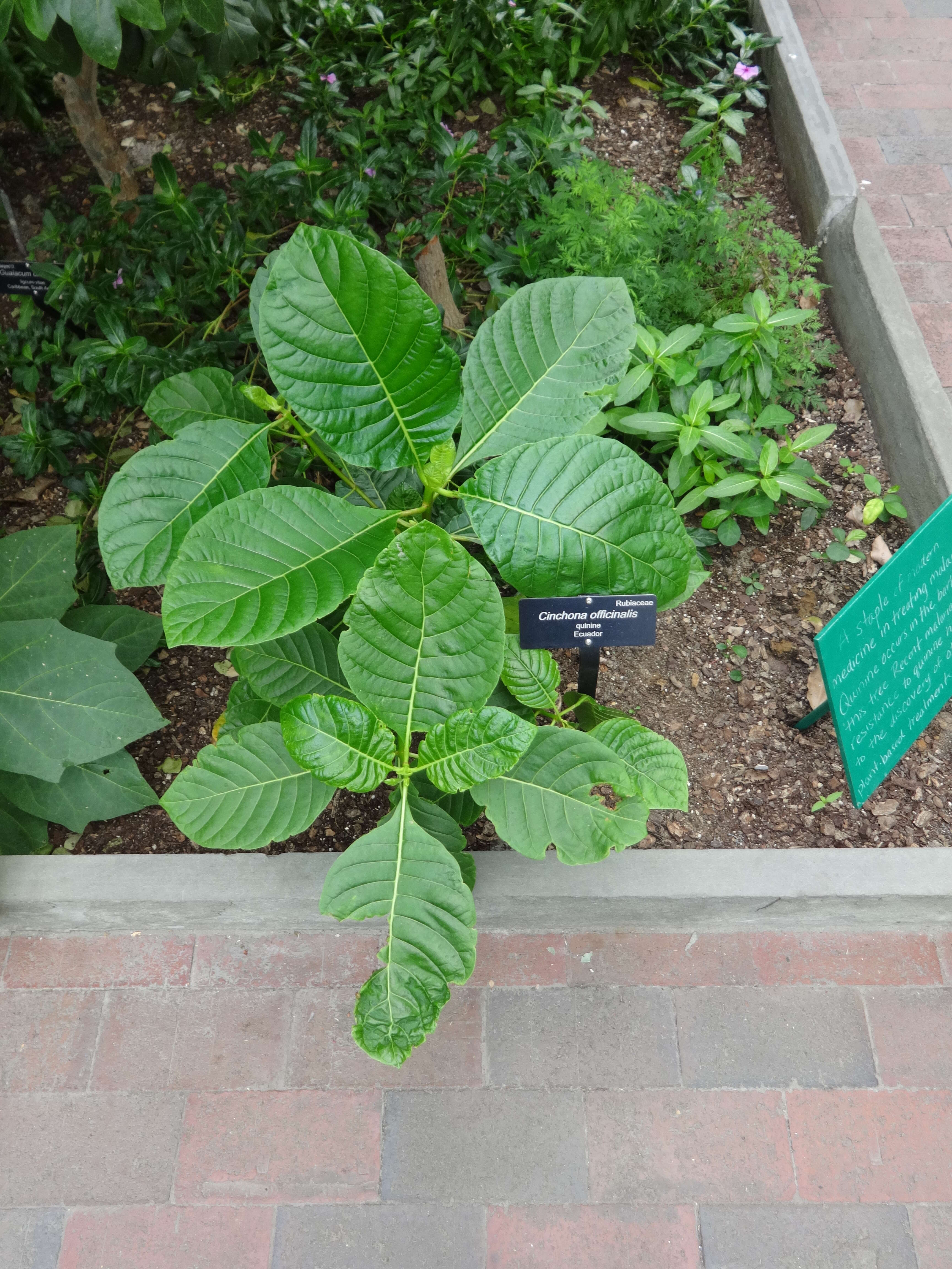 Image de Cinchona officinalis L.