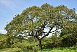 Image of Mobola plum