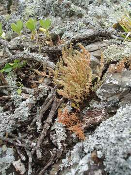 Image of Pygmyweed