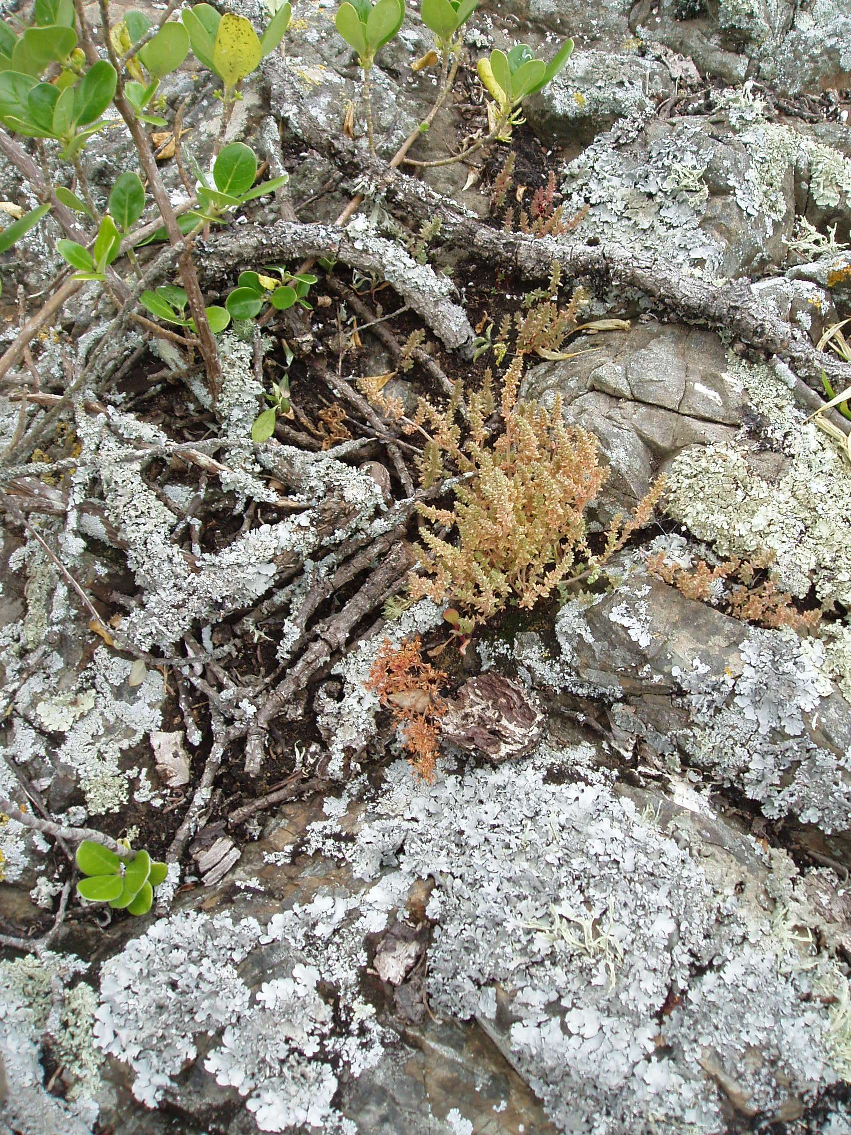 Image of Pygmyweed