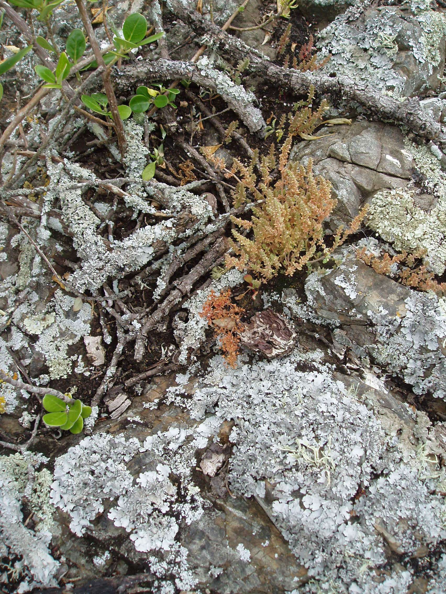 Image of Pygmyweed