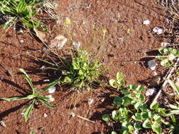 Image of lesser hawkbit