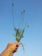 Image of Long-headed Poppy