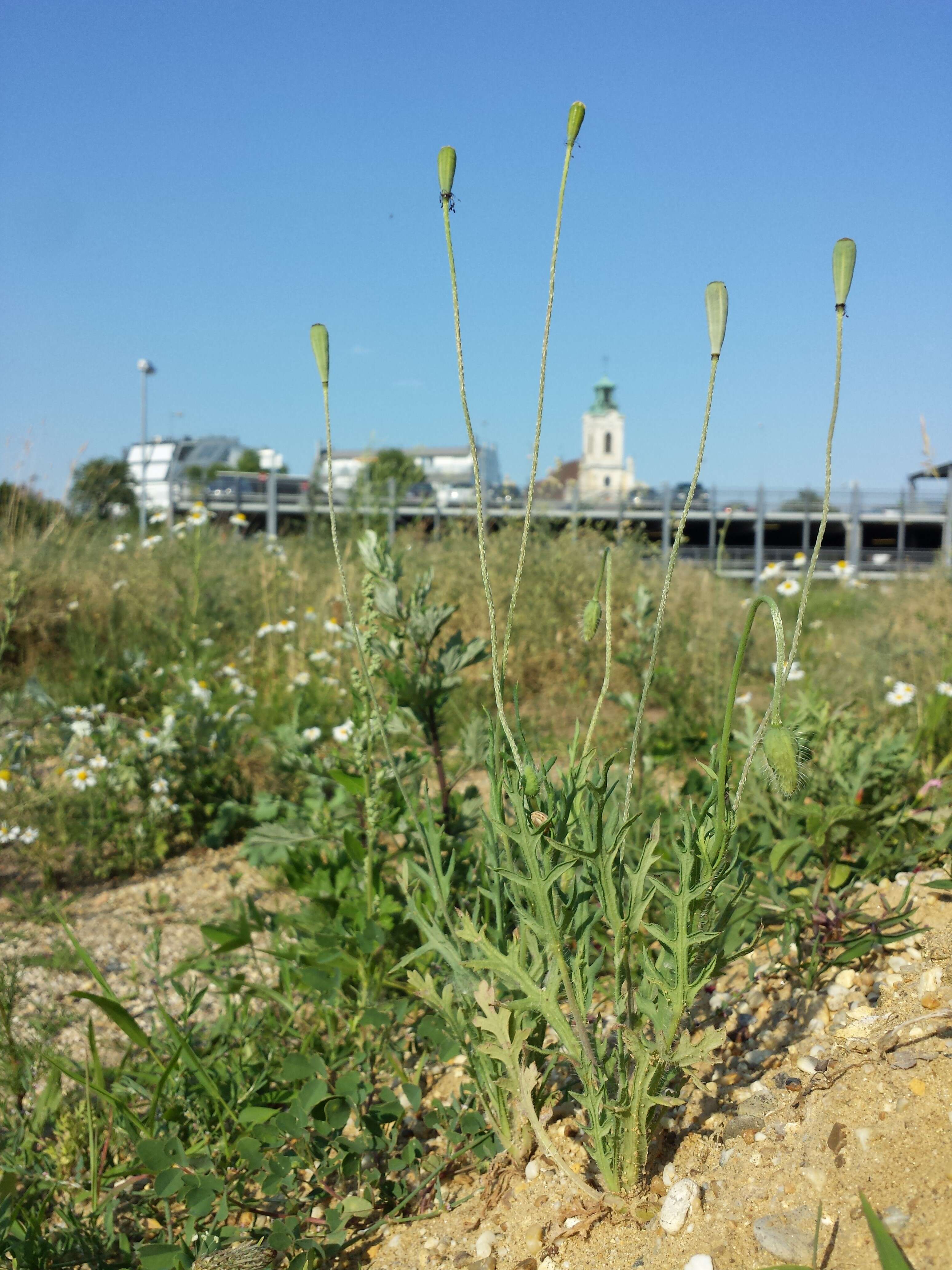 Image of Long-headed Poppy