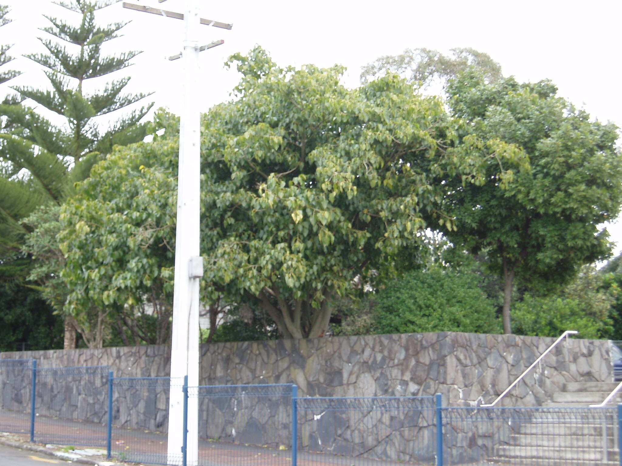 Image of peepul tree