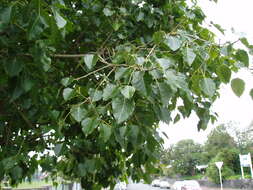 Image of peepul tree