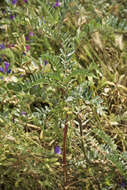 Image of Yellow Milk-vetch