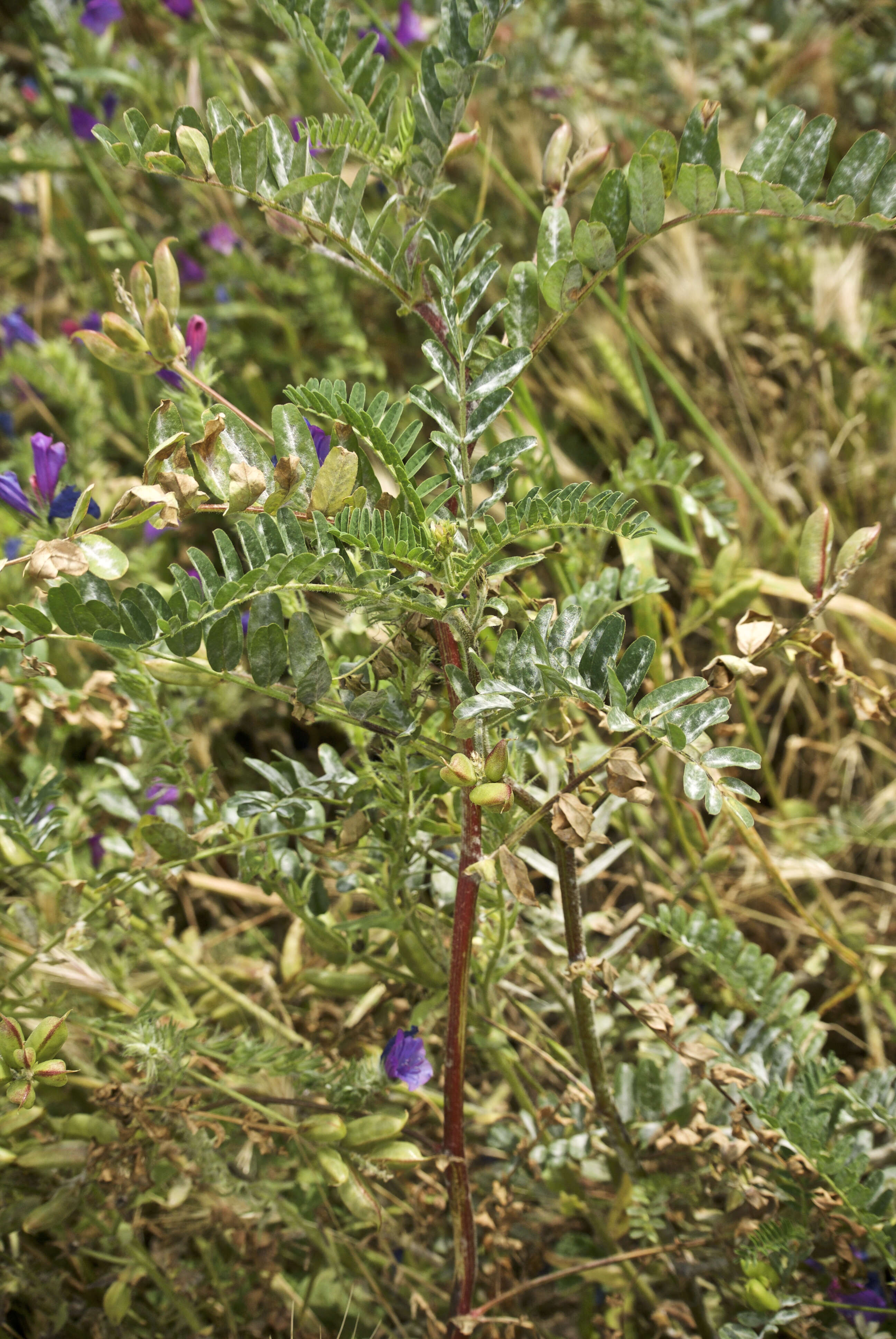 Image of Yellow Milk-vetch