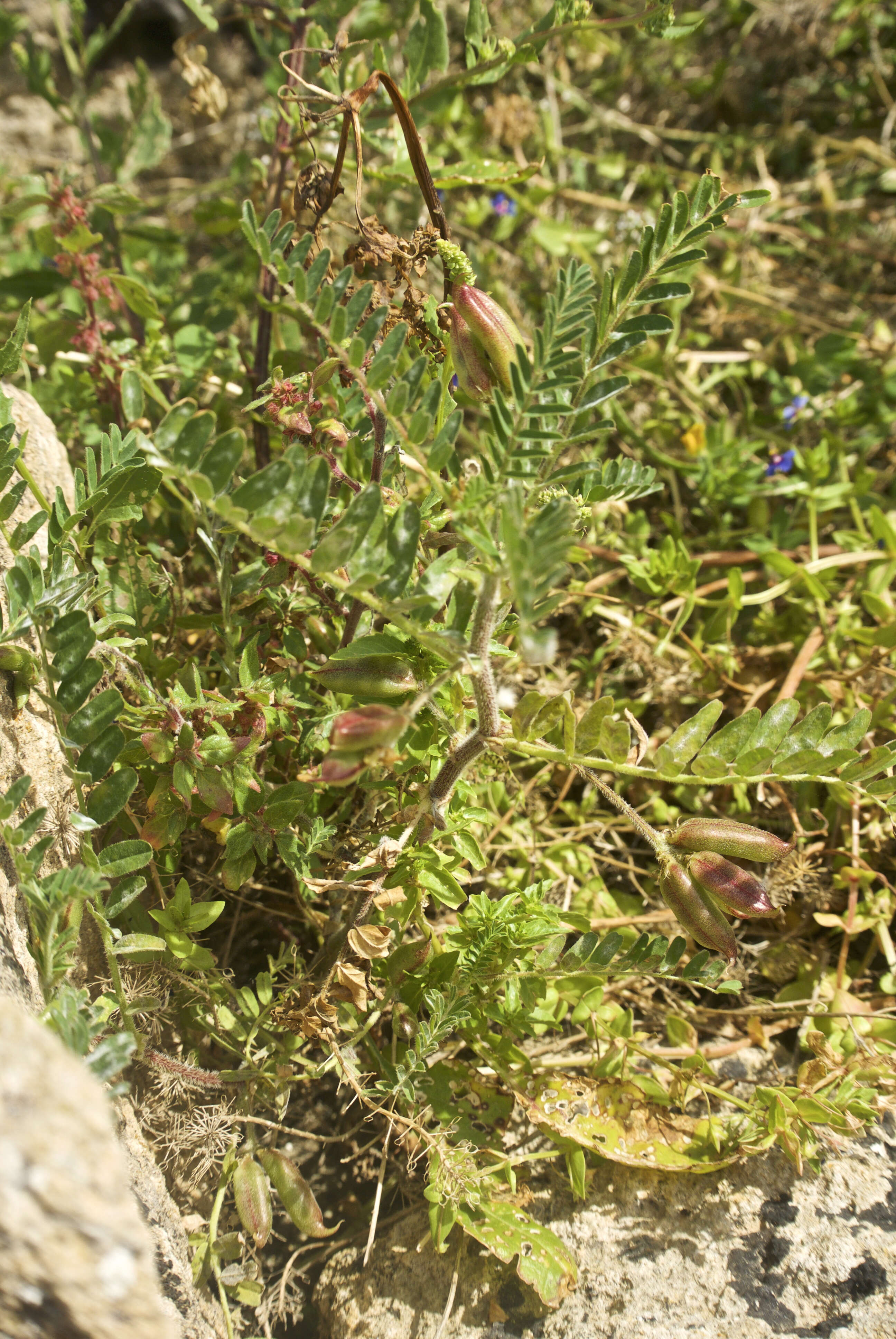 Image of Yellow Milk-vetch