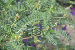 Image of Yellow Milk-vetch