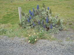 Imagem de Echium candicans L. fil.