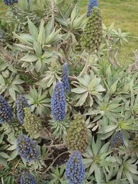 Imagem de Echium candicans L. fil.