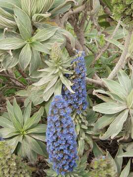 Imagem de Echium candicans L. fil.