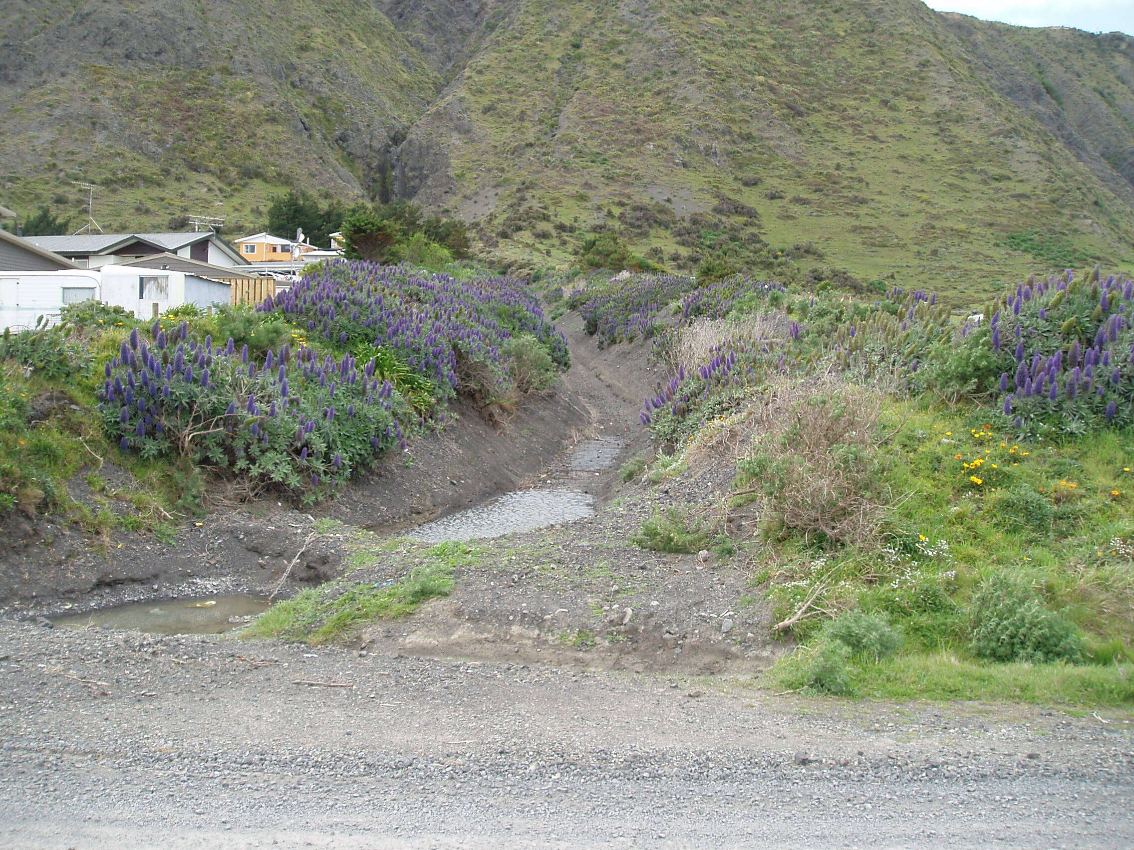 Imagem de Echium candicans L. fil.