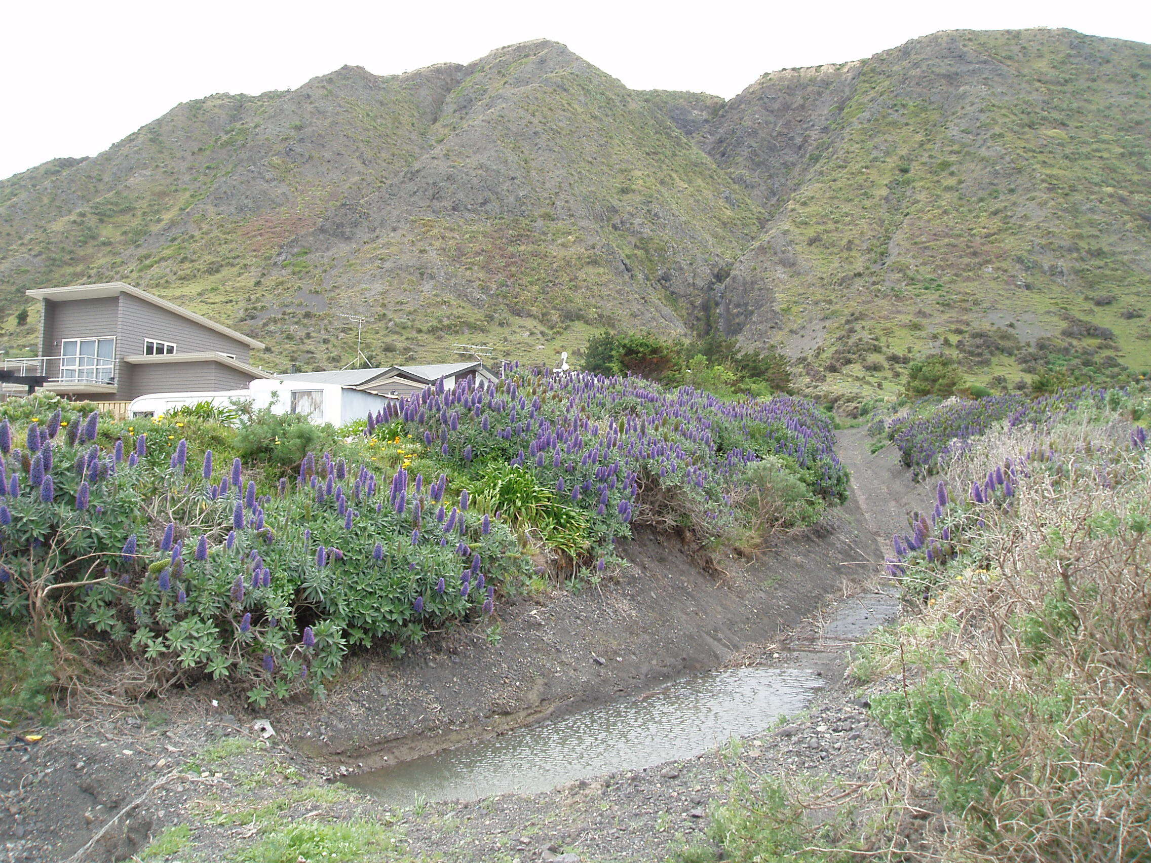 Imagem de Echium candicans L. fil.