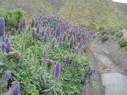 Imagem de Echium candicans L. fil.