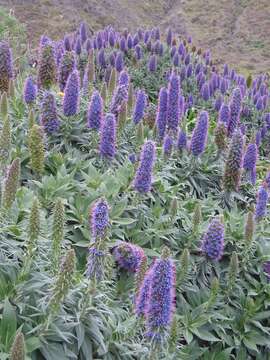 Imagem de Echium candicans L. fil.