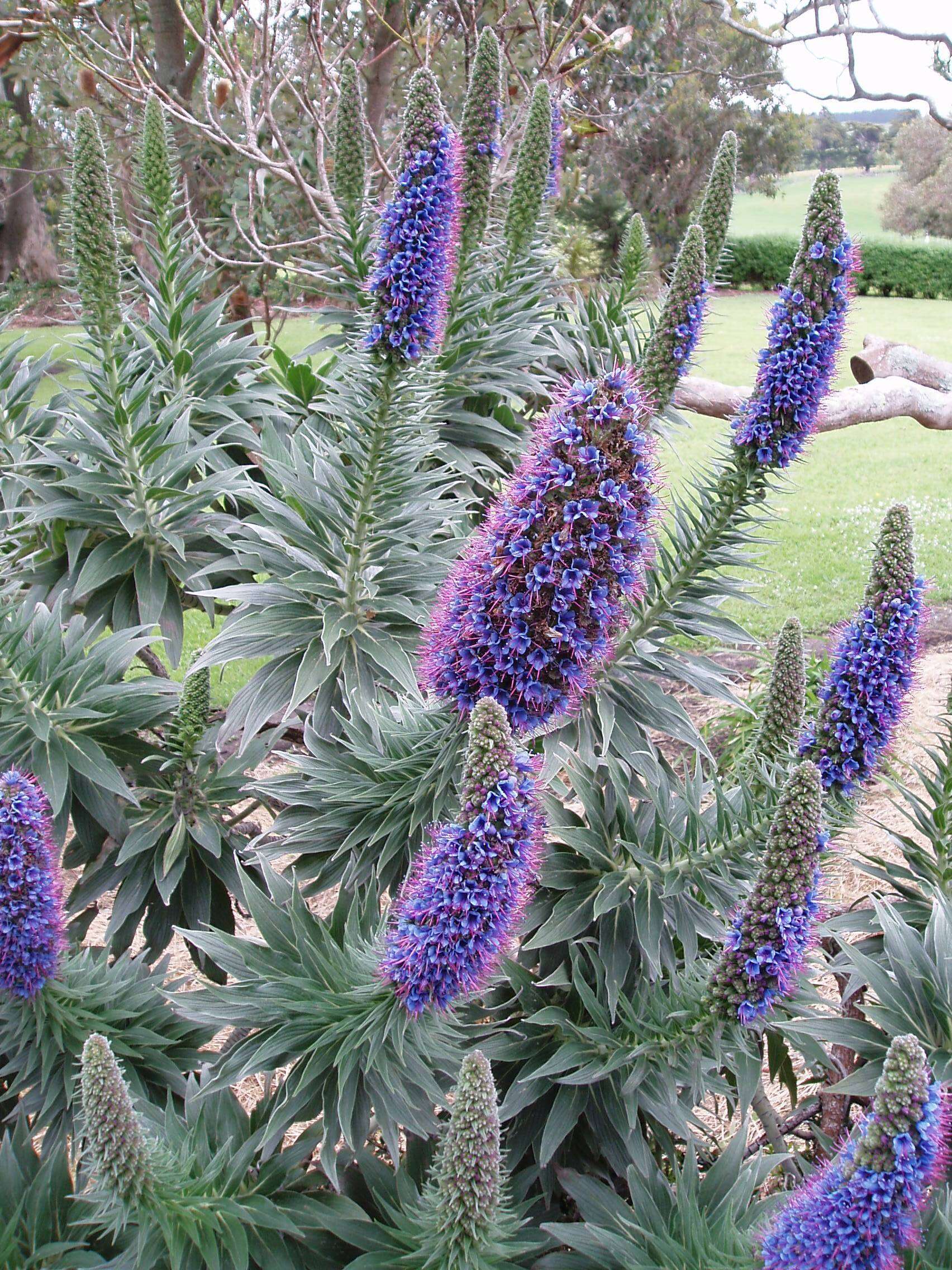 Imagem de Echium candicans L. fil.