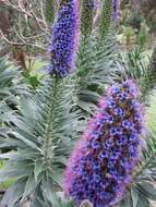 Imagem de Echium candicans L. fil.