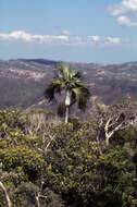 Image of Cyphokentia cerifera (H. E. Moore) Pintaud & W. J. Baker