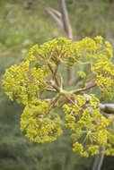 Image of Giant Fennel