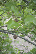 Image of American sycamore