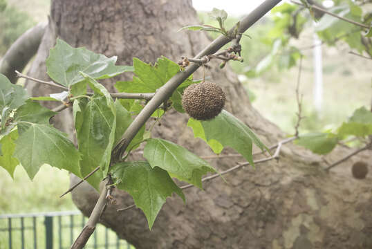 Imagem de Platanus occidentalis L.