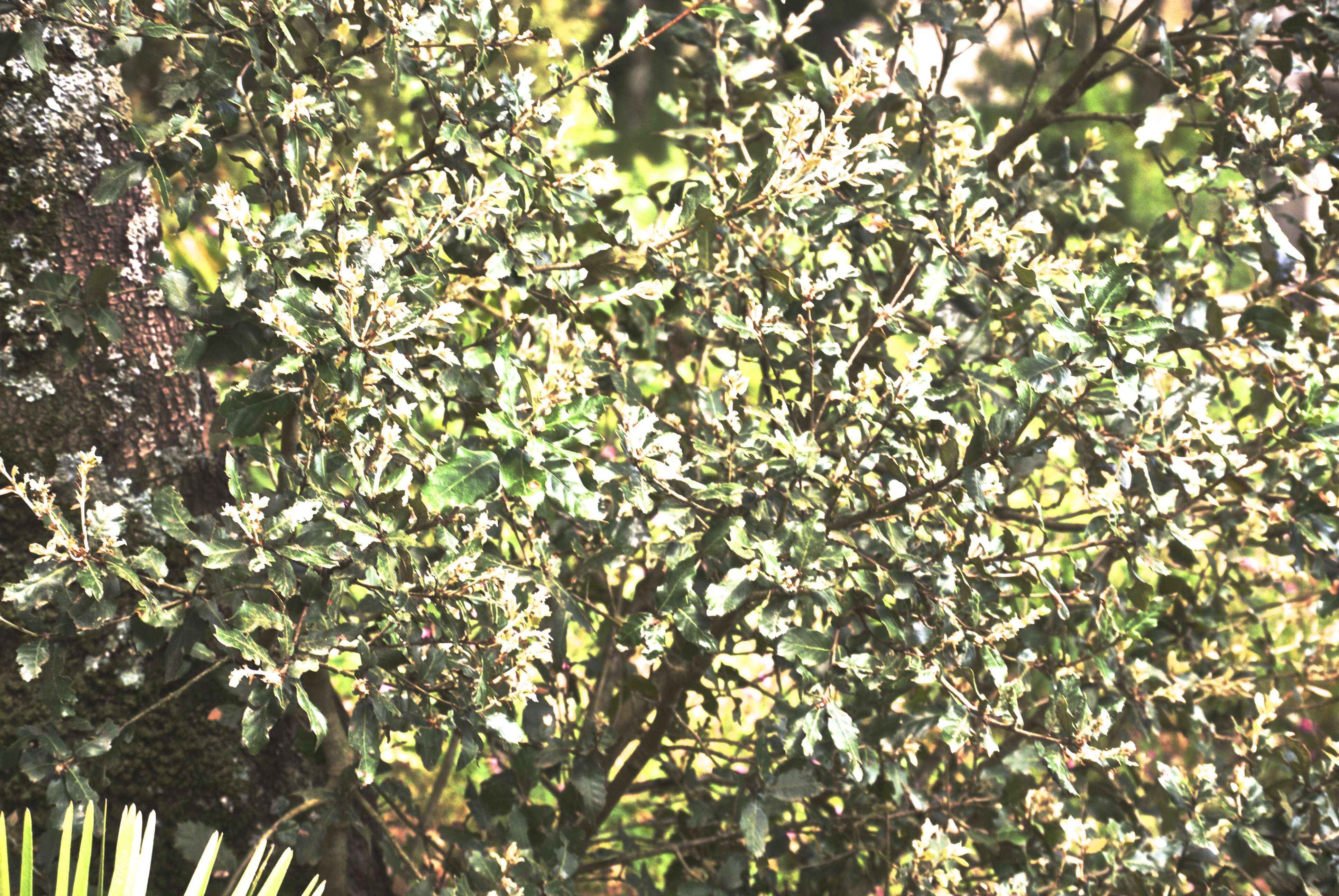 Image of Holm Oak