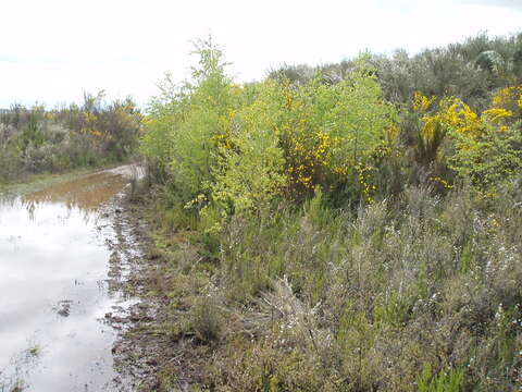 Image of Common Birch