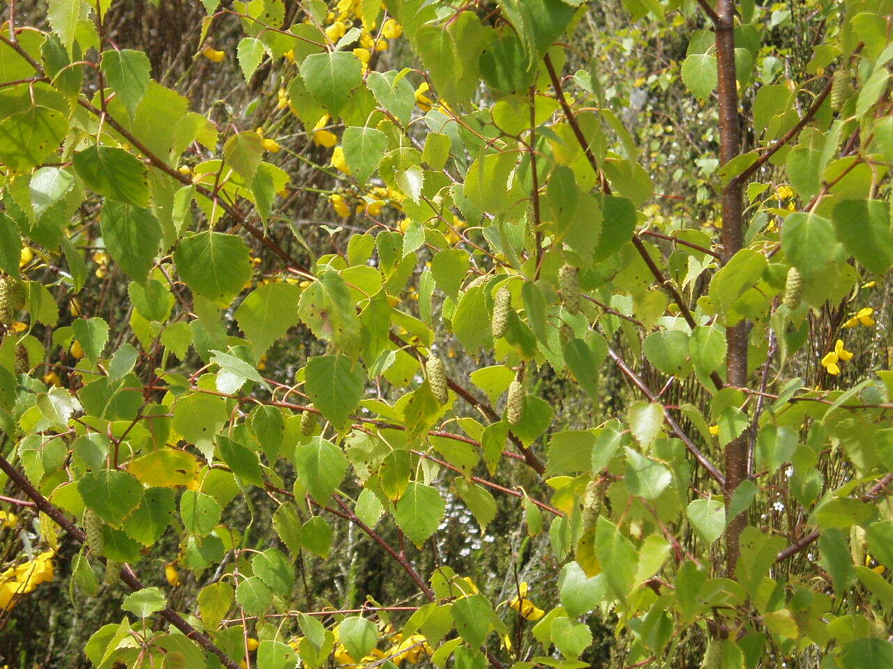 Image of Common Birch