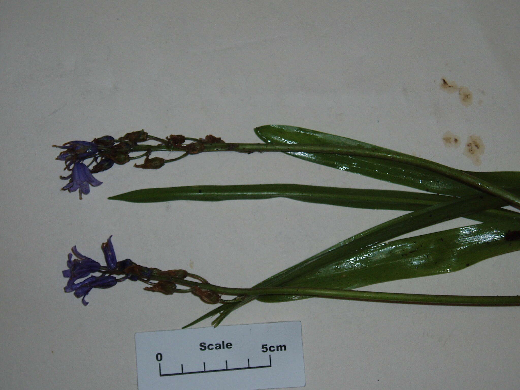 Image of Common Bluebell